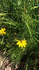 Coreopsis verticillata