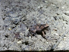 Gastrophryne elegans