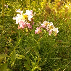 Saponaria officinalis