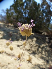 Monardella breweri breweri