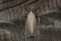 Pygarctia abdominalis