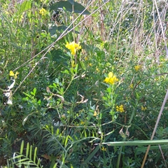 Medicago falcata