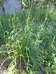 Tripsacum dactyloides