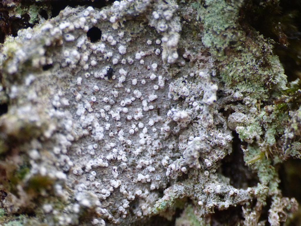 Old-wood Lichen