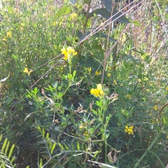 Medicago falcata