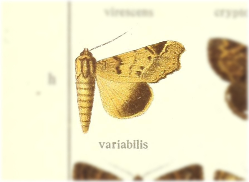 Pseudogiria variabilis
