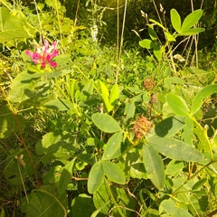 Trifolium medium