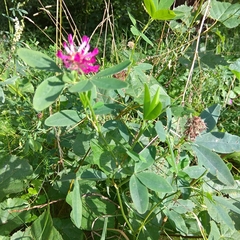 Trifolium medium