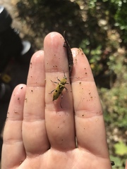 Chlorophorus glabromaculatus