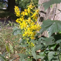 Solidago virgaurea