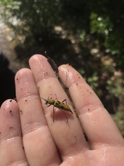 Chlorophorus glabromaculatus