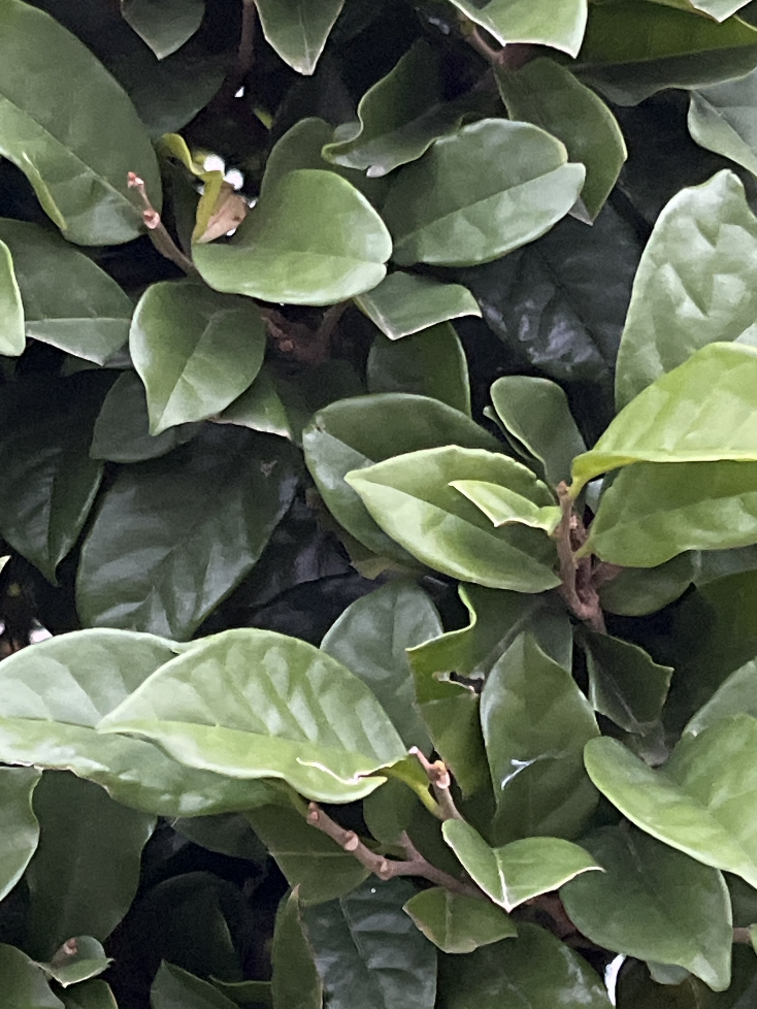 Imagem de Bacuri-sororoca