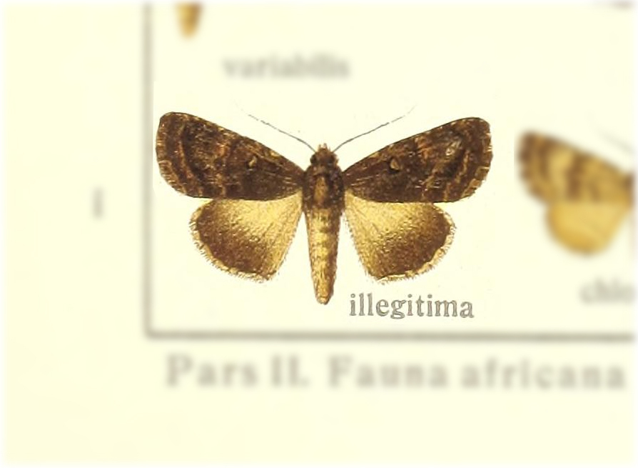 Aedia illegitima