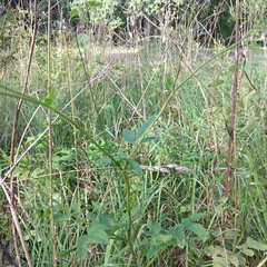 Chaerophyllum aromaticum