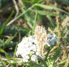 Vanessa cardui