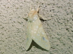 Lophocampa bicolor