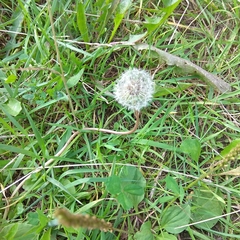 Taraxacum officinale