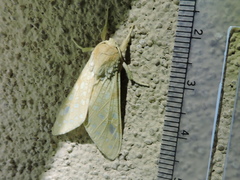 Lophocampa bicolor