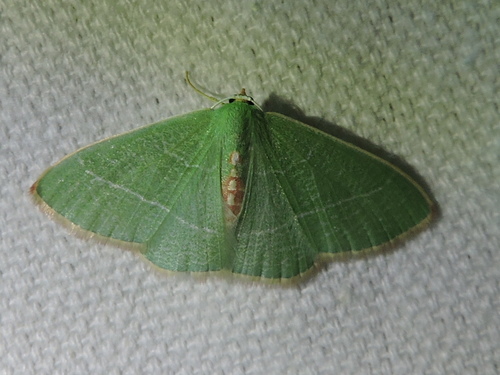 Nemoria yellowrosea