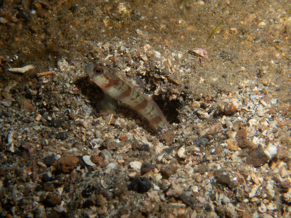 Masui's Shrimpgoby (Amblyeleotris masuii)