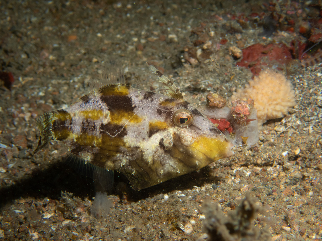 Hair-finned Leatherjacket