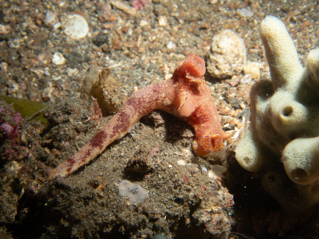 Slender ceratosoma nudibranch