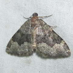 Euphyia swetti
