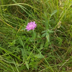 Knautia arvensis