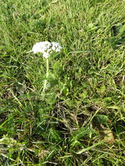 Achillea millefolium