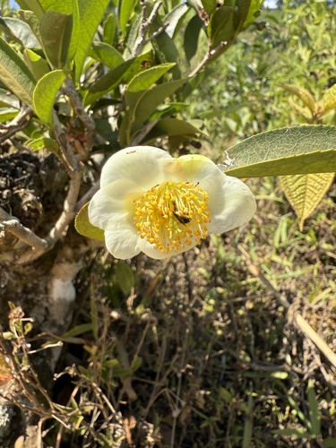 Foto de Chá