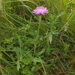 Knautia arvensis