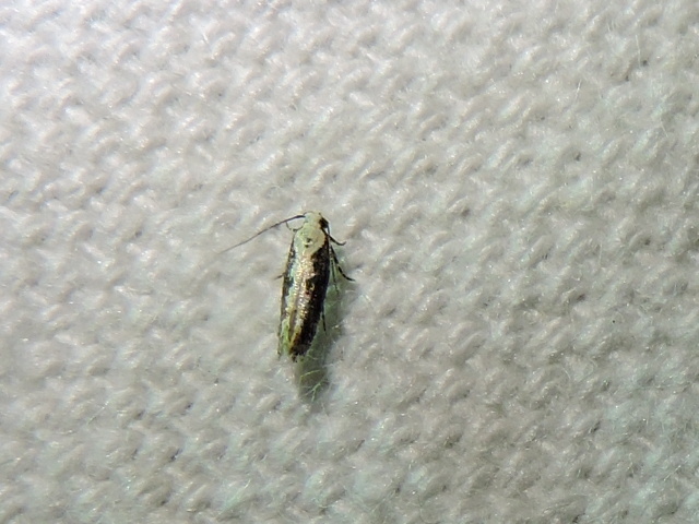 Agnippe leuconota
