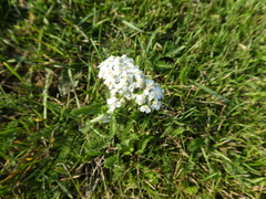 Achillea millefolium