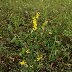 Melilotus officinalis