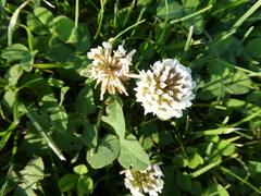 Trifolium repens