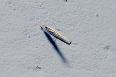 Fissicrambus profanellus