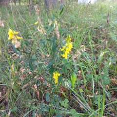 Melilotus officinalis