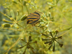 Graphosoma interruptum
