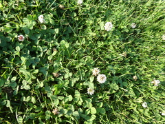 Trifolium repens