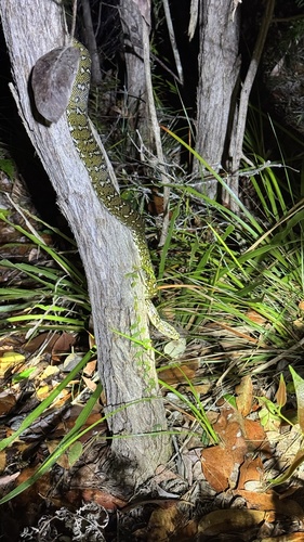 Diamond Python sighting