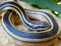 Coniophanes schmidti