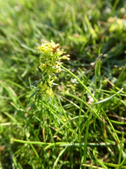 Galium verum