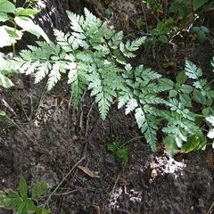 Anthriscus sylvestris