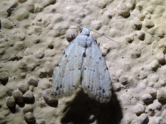 Dasyblemma straminea