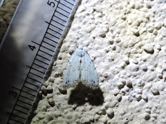 Dasyblemma straminea