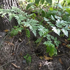 Anthriscus sylvestris