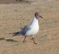 Chroicocephalus ridibundus