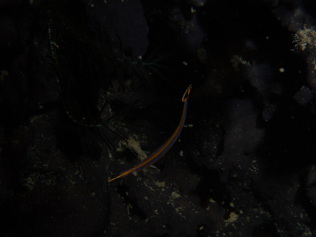 Bluestripe pipefish