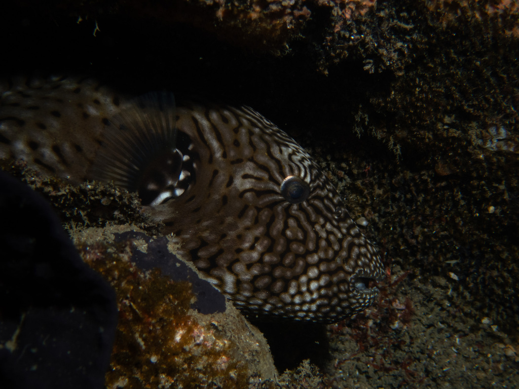 Map puffer