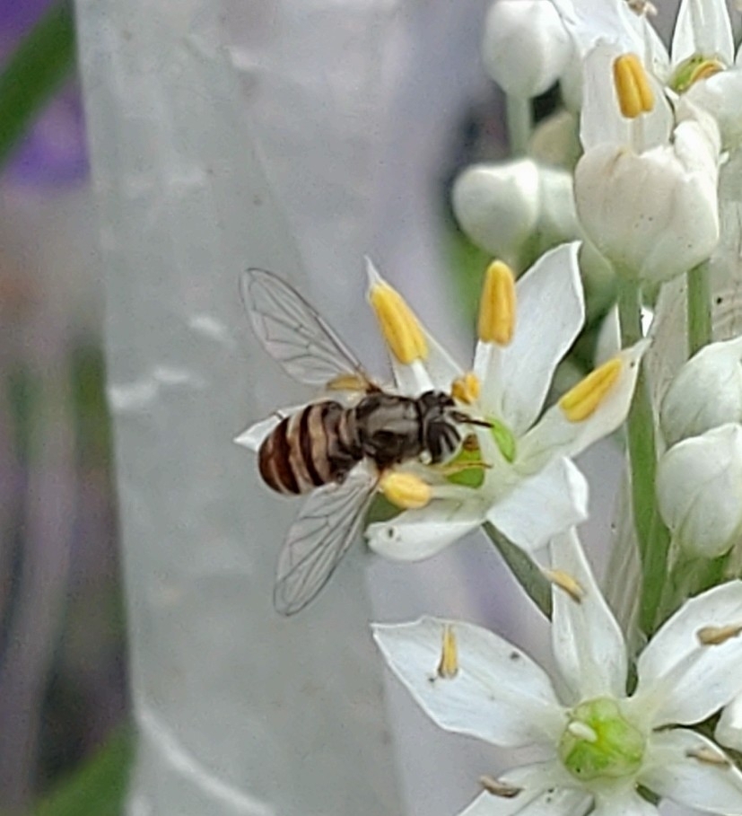 Paragus fasciatus